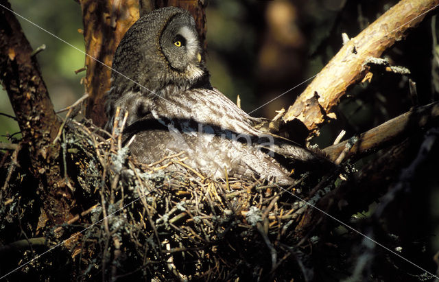 Laplanduil (Strix nebulosa)