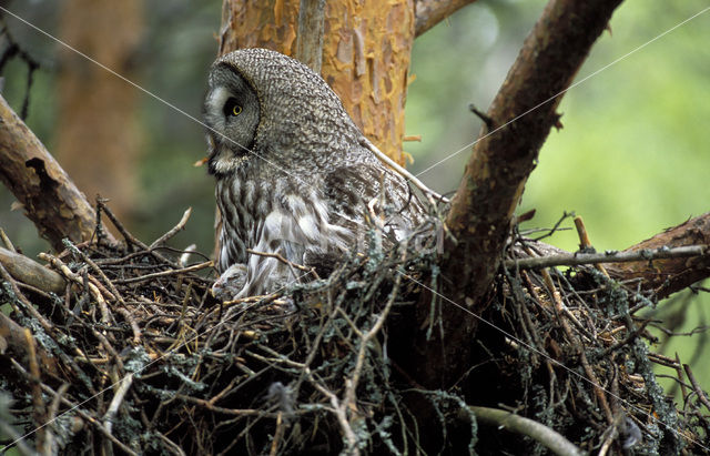 Laplanduil (Strix nebulosa)