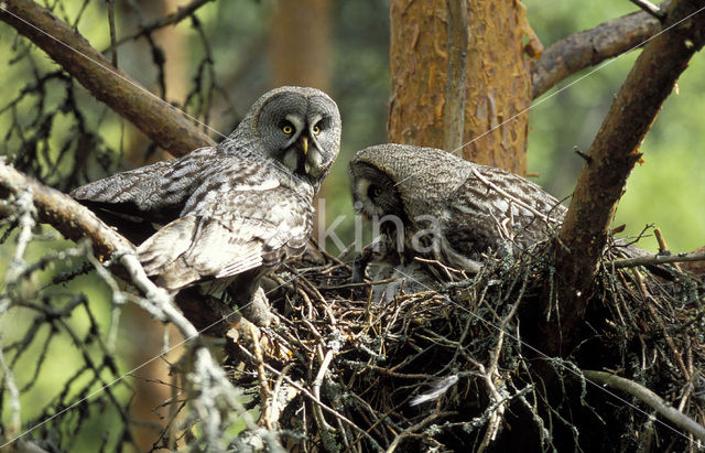 Laplanduil (Strix nebulosa)