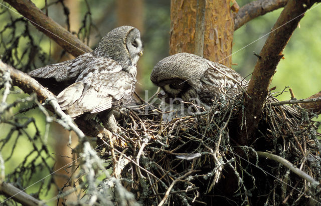 Laplanduil (Strix nebulosa)