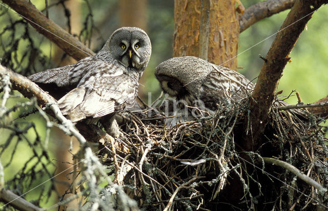 Laplanduil (Strix nebulosa)