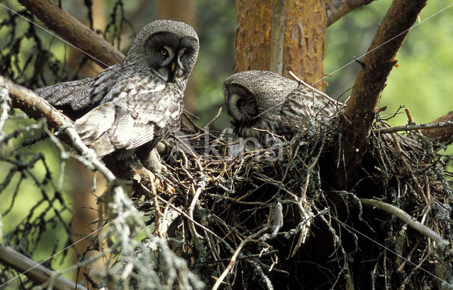 Laplanduil (Strix nebulosa)