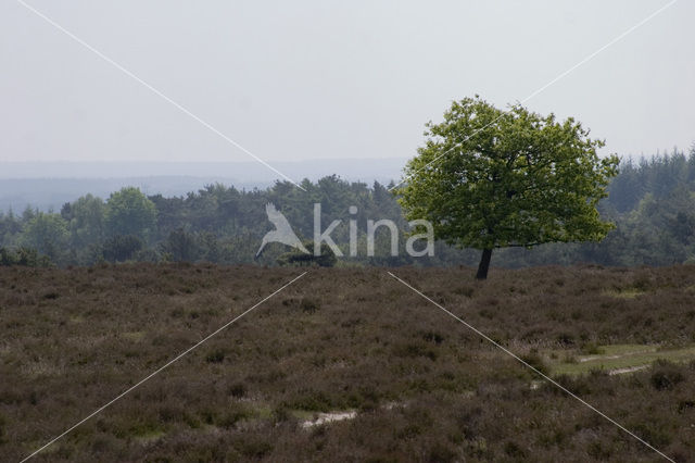 Lemelerberg en Archemerberg