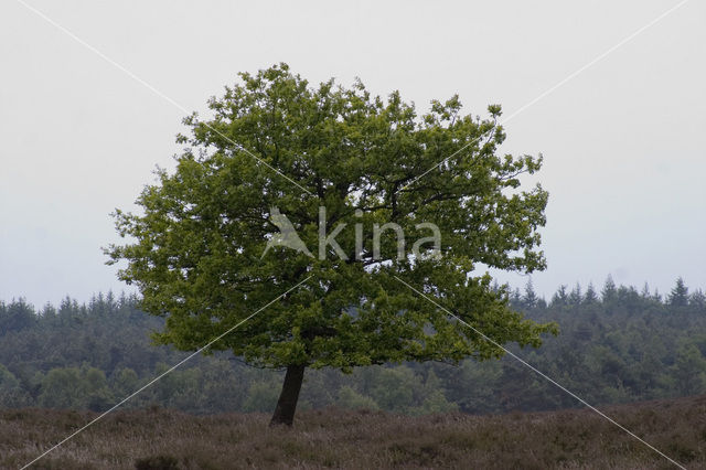 Lemelerberg en Archemerberg