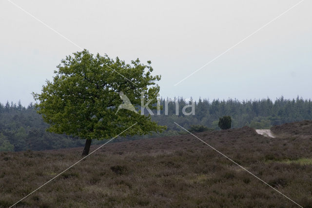 Lemelerberg en Archemerberg