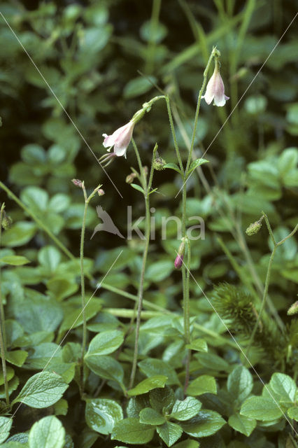 Linnaeusklokje (Linnaea borealis)