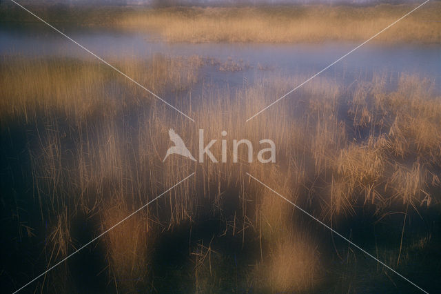 Nationaal Park de Biesbosch