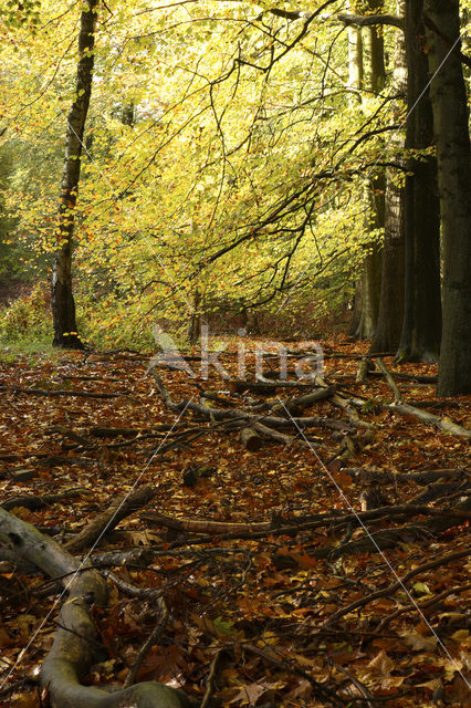 Nationaal Park Veluwezoom