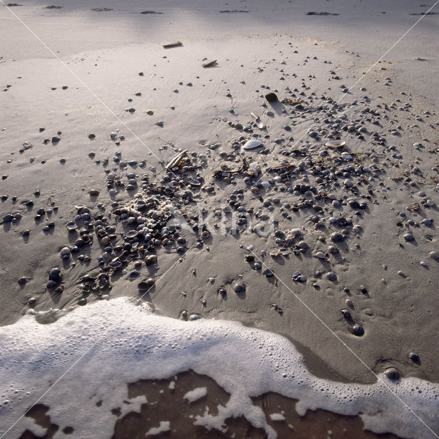 Noordzee