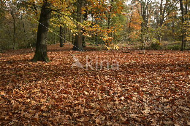 Oisterwijkse Bossen en Vennen