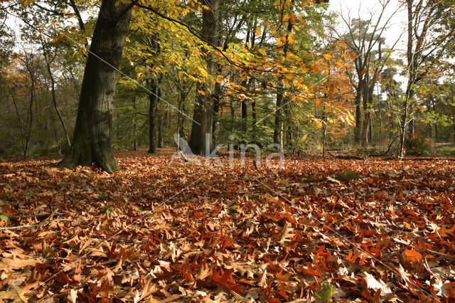 Oisterwijkse Bossen en Vennen