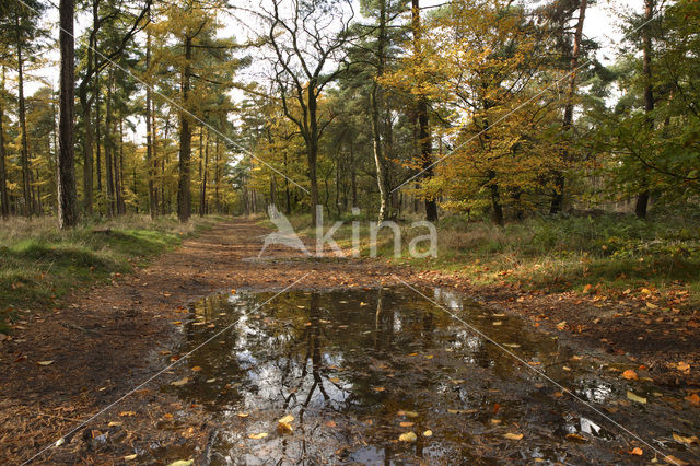 Oisterwijkse Bossen en Vennen