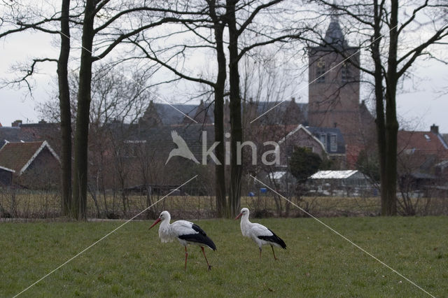 White Stork (Ciconia ciconia)