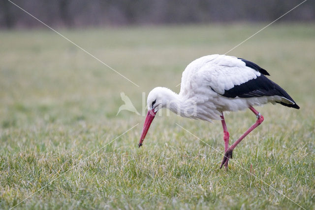 Ooievaar (Ciconia ciconia)