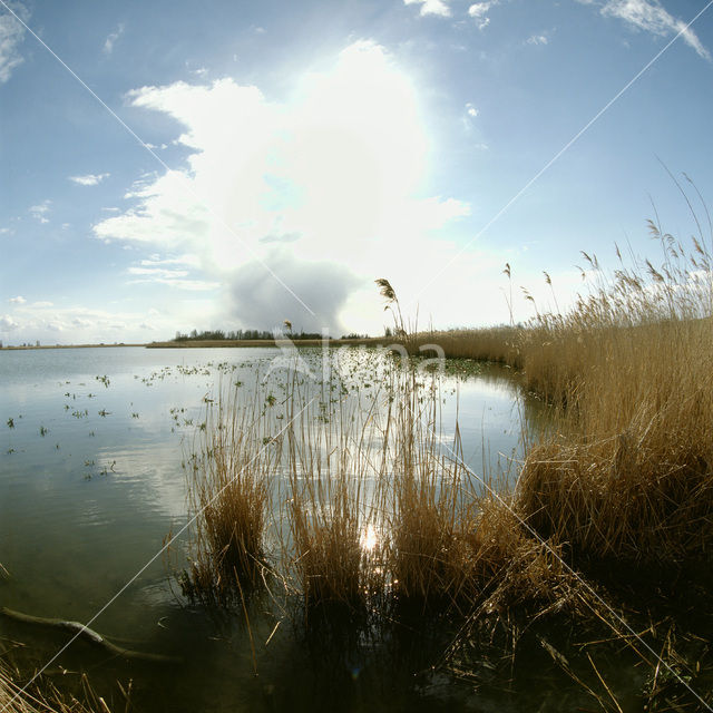 Oostvaardersplassen