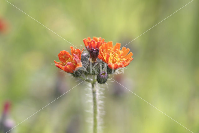 Oranje havikskruid (Hieracium aurantiacum)