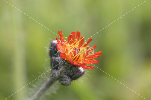 orange hawkweed (Hieracium aurantiacum)