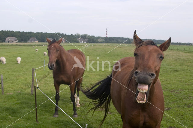 Paard (Equus spp)