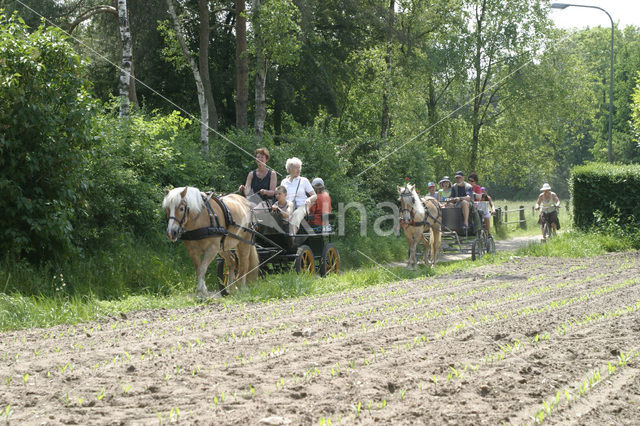 Paard (Equus spp)