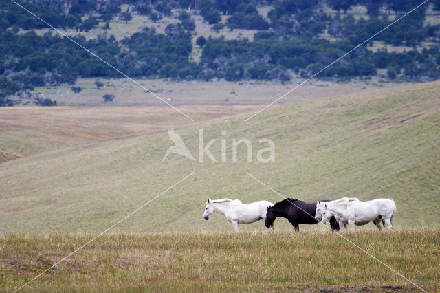 Paard (Equus spp)