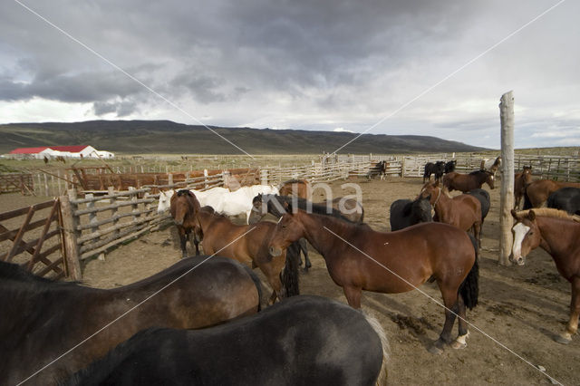 Paard (Equus spp)