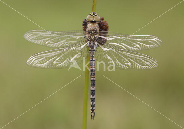 Paardenbijter (Aeshna mixta)