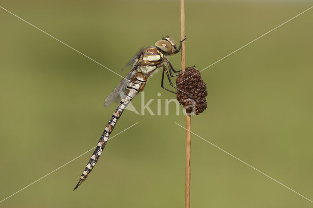 Paardenbijter (Aeshna mixta)