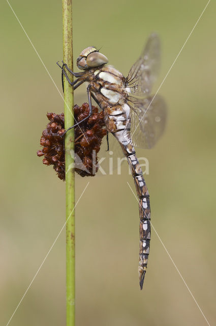 Paardenbijter (Aeshna mixta)