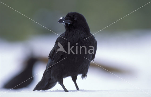 Raaf (Corvus corax)