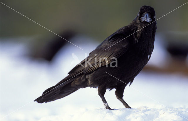 Raaf (Corvus corax)