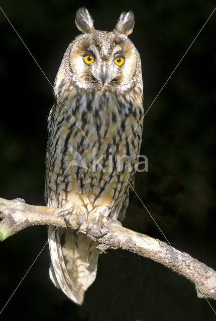 Ransuil (Asio otus)