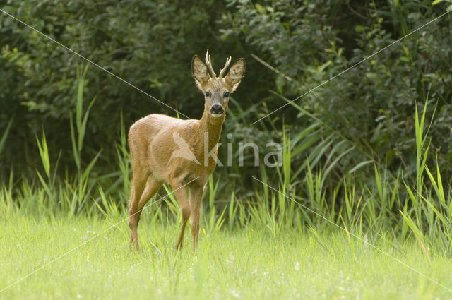 Ree (Capreolus capreolus)