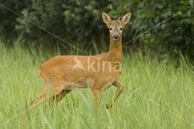 Ree (Capreolus capreolus)