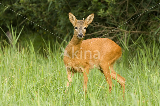 Ree (Capreolus capreolus)