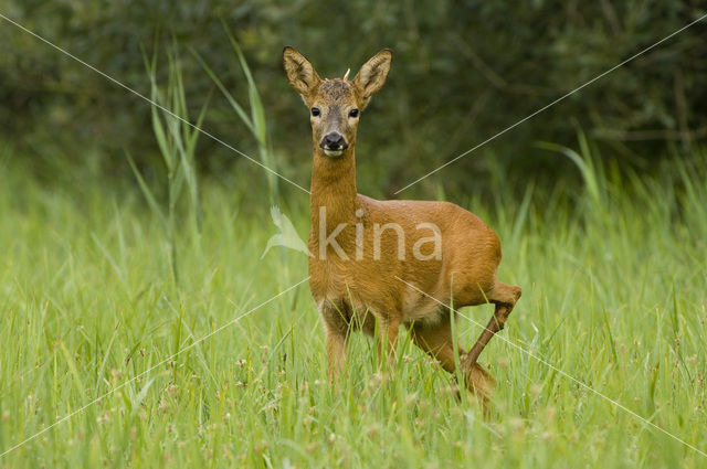 Ree (Capreolus capreolus)