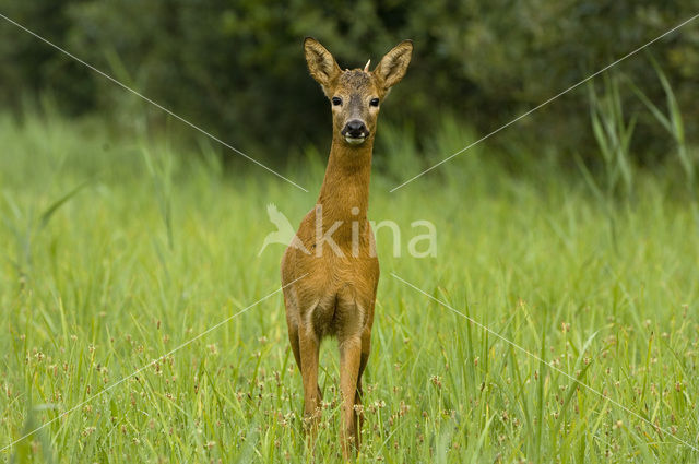 Ree (Capreolus capreolus)