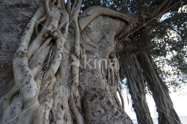 Giant Fig tree (Ficus salicifolia)
