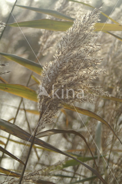 Riet (Phragmites australis)