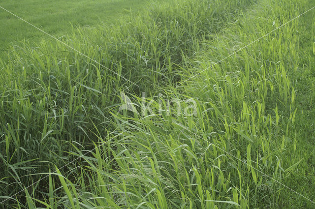 Riet (Phragmites australis)