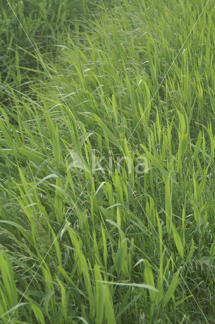 Riet (Phragmites australis)