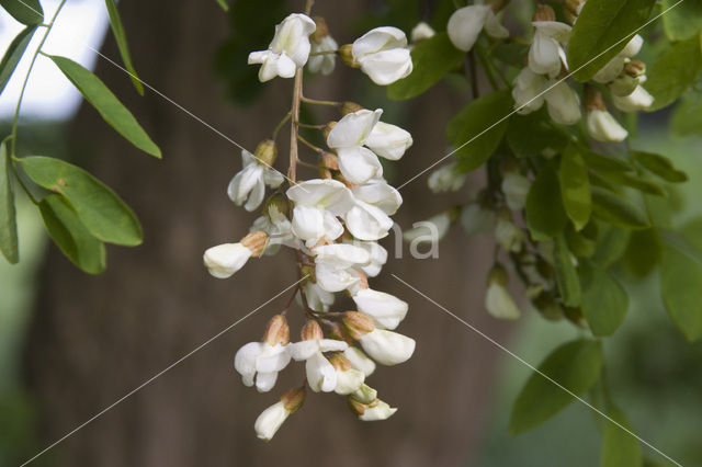 Robinia (Robinia pseudoacacia)