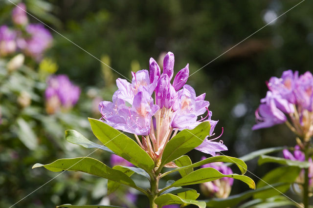 Rododendron (Rhododendron)