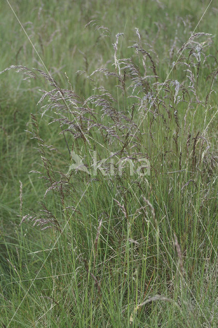 Rood zwenkgras s.s. (Festuca rubra)