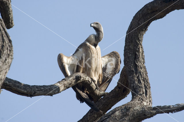 Rüppells Gier (Gyps rueppellii)