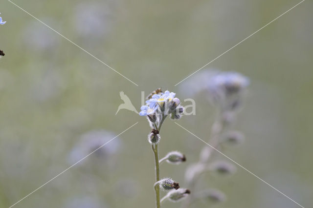 Ruw vergeet-mij-nietje (Myosotis ramosissima)