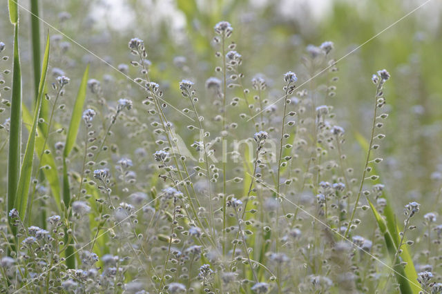 Ruw vergeet-mij-nietje (Myosotis ramosissima)