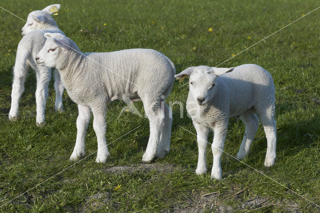 Schaap (Ovis domesticus)