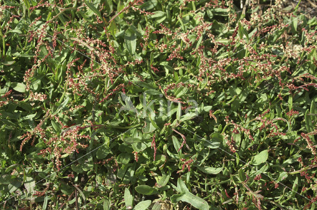 Schapenzuring (Rumex acetosella)