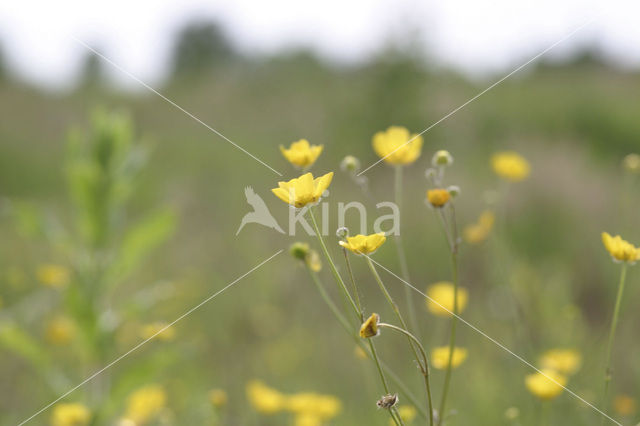 Meadow Buttercup (Ranunculus acris)