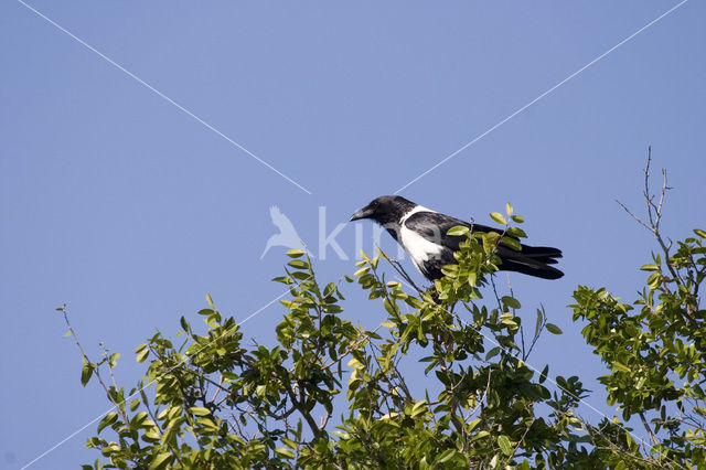 Pied crow (Corvus albus)